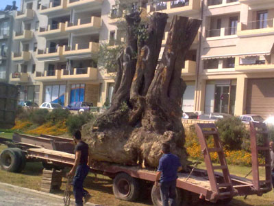 Η ελιά μετακομίζει…